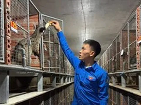 Bỏ ý định xuất ngoại, chàng trai về quê nuôi chồn hương, thu nửa tỉ mỗi năm