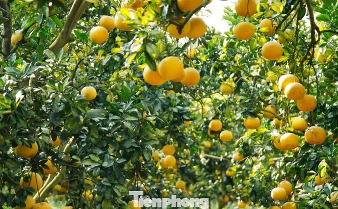 Nông dân trồng bưởi Tết 'bỏ túi' tiền tỷ