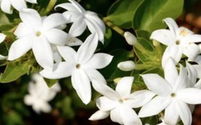 Loại cây giúp khu vườn thơm ngát suốt hè: Ai cũng nên trồng vì quá dễ chăm!