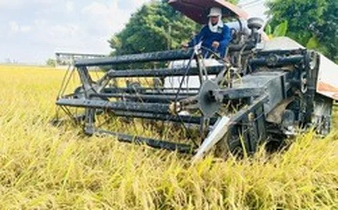 Giá lúa gạo giảm, không để xảy ra cảnh thương lái ép giá nông dân