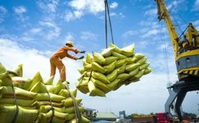 Xuất khẩu gạo của Việt Nam sang Senegal tăng gần 30 lần