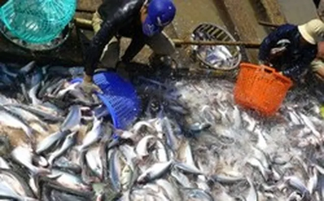 Đề xuất giảm thuế nhập khẩu về 0% các loại phân bón, nguyên liệu sản xuất phân bón, thuốc bảo vệ thực vật