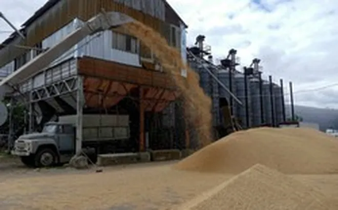 Sau Trung Quốc, đến lượt Nga siết xuất khẩu mặt hàng nuôi sống thế giới, làm rung chuyển thị trường lương thực toàn cầu