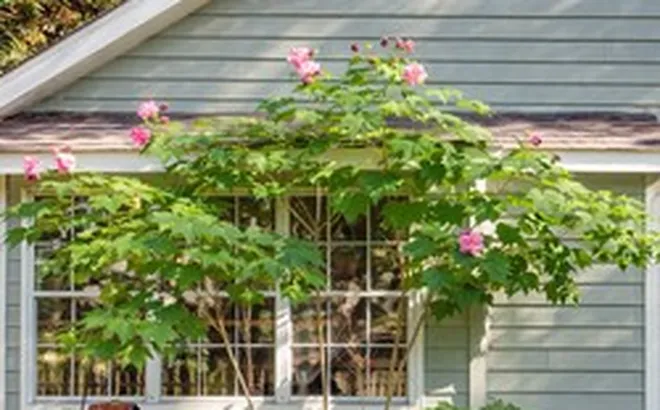 3 loại hoa nên cân nhắc khi trồng trước nhà