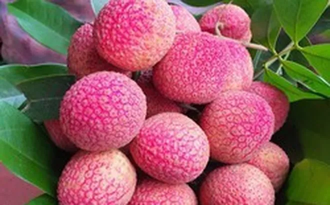 Loại vải to như quả trứng gà, giá 400.000 đồng/kg vẫn không có để ăn tại Thanh Hà