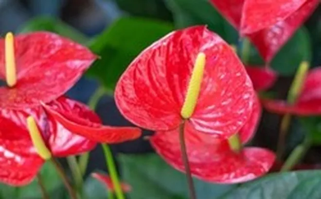 5 lời khuyên dành cho các gia đình đang trồng cây hồng môn