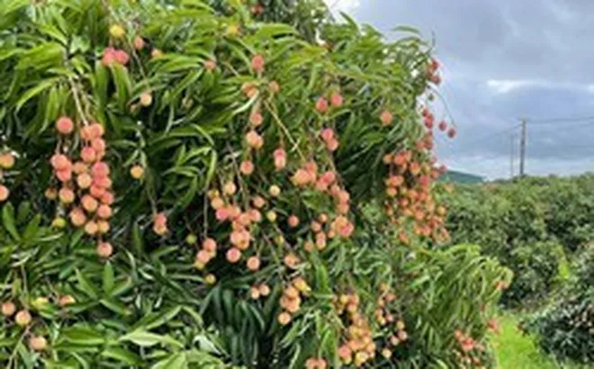Đặc sản mùa hè của Việt Nam 'ghi điểm' tại Mỹ: Hàng chưa kịp lên kệ đã có khách đặt mua