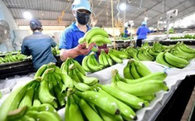 Loại quả dân dã mang tham vọng tỷ USD: Giúp Việt Nam đứng thứ 9 thế giới về sản lượng