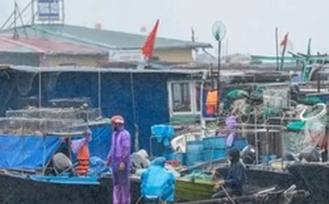 Ngư dân dầm mưa, chạy đua giữ tàu trước giờ bão số 1 đổ bộ